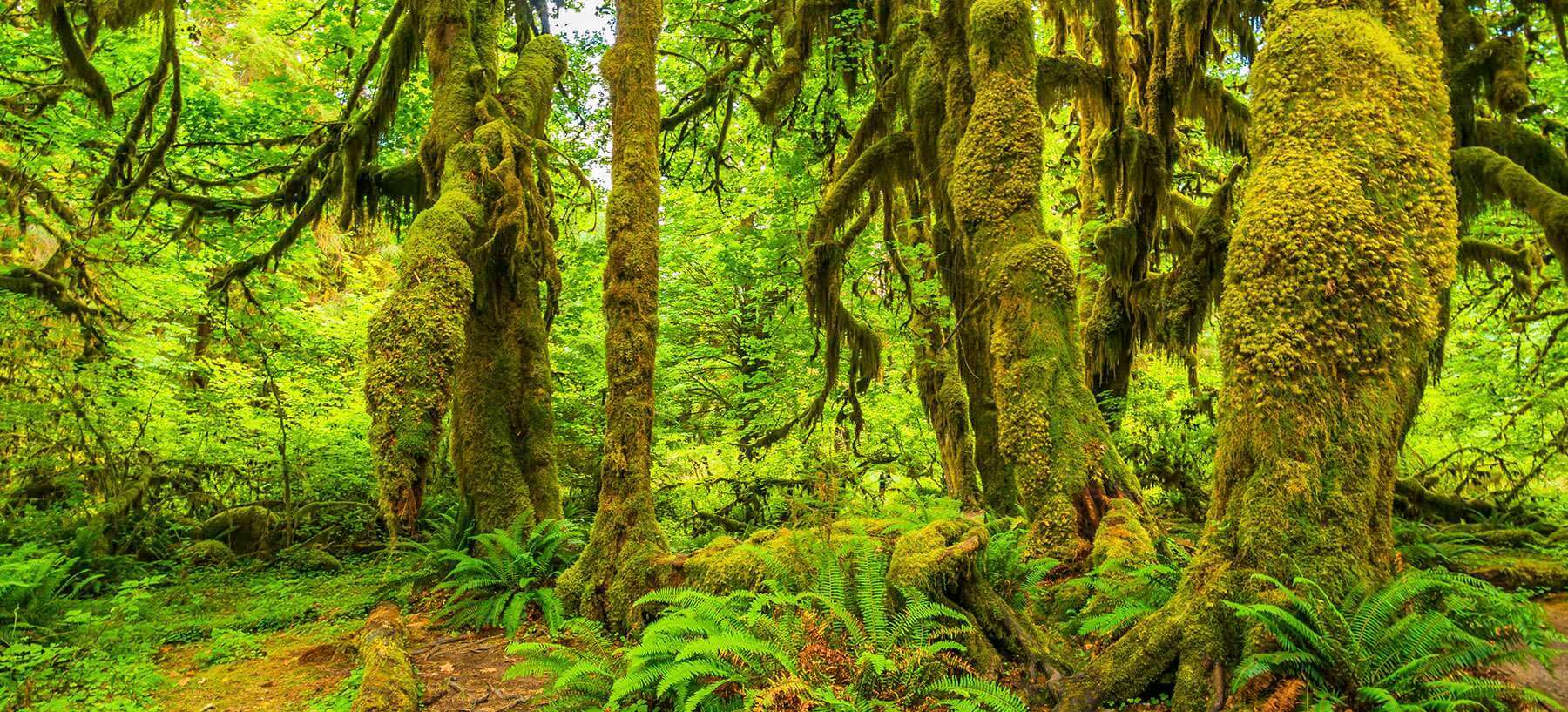 See Northern Lights in Olympic Peninsula, WA