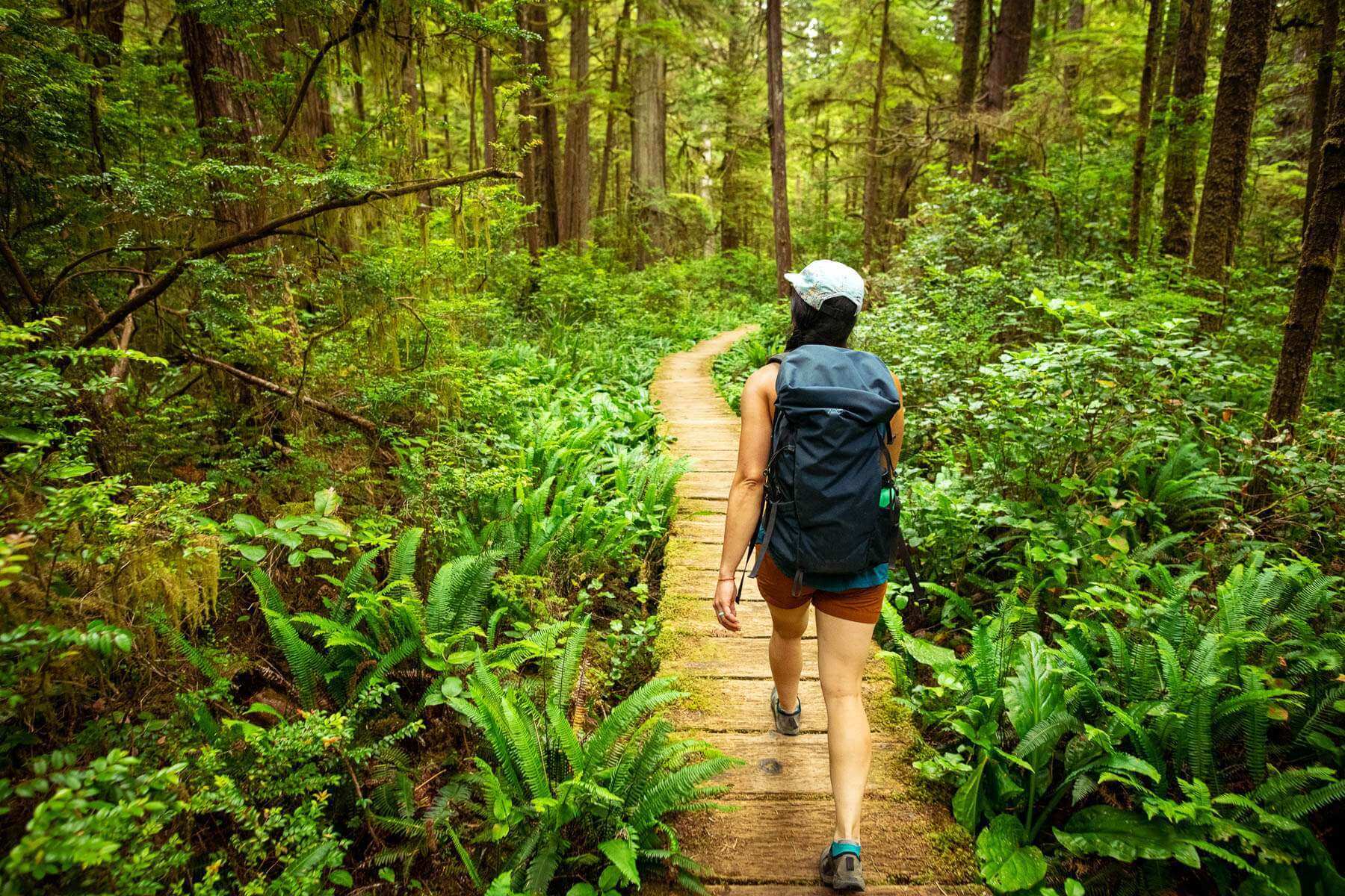 Easy hikes hotsell olympic national park