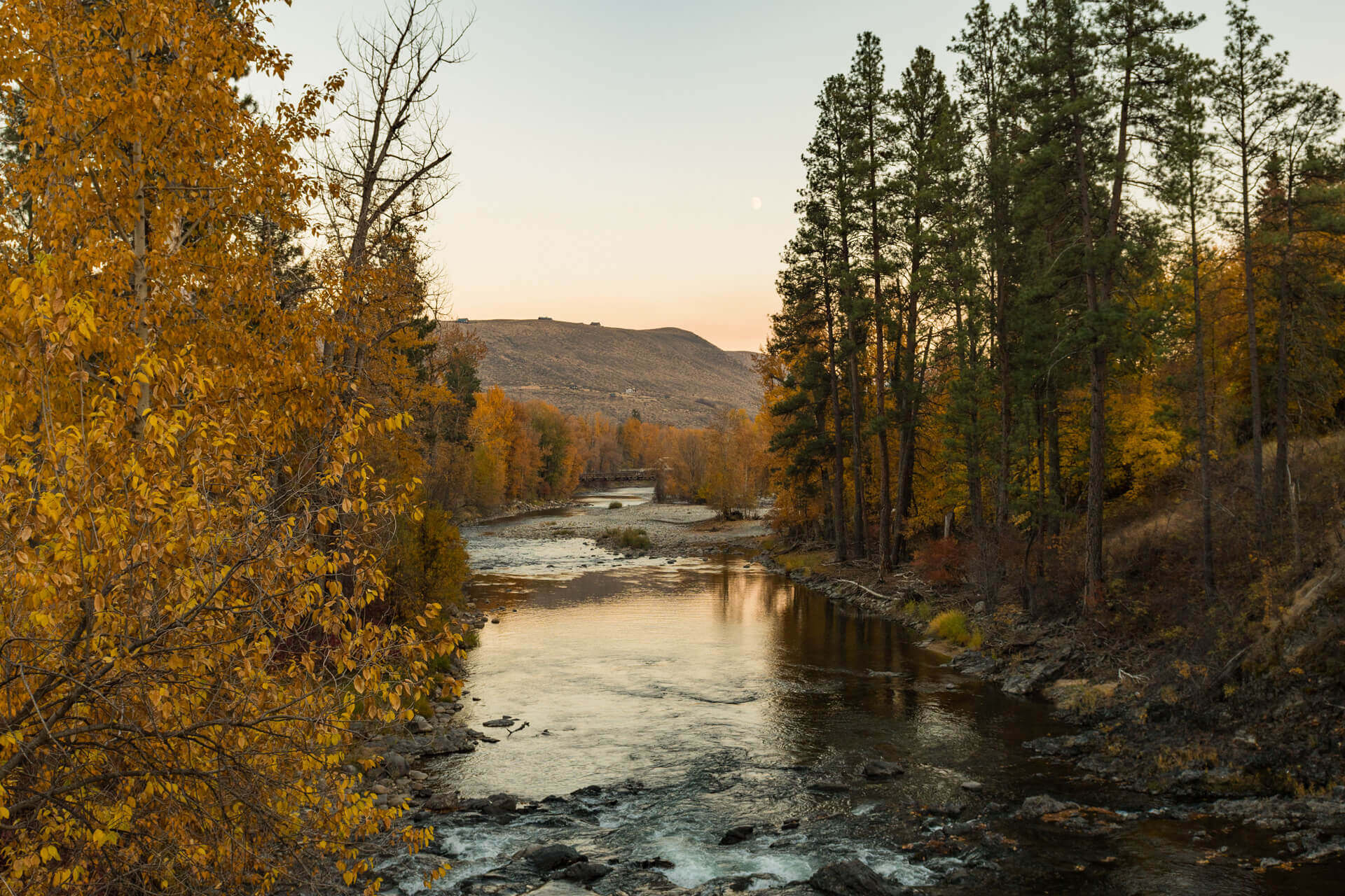 Trees with yellow and golden leaves along a river