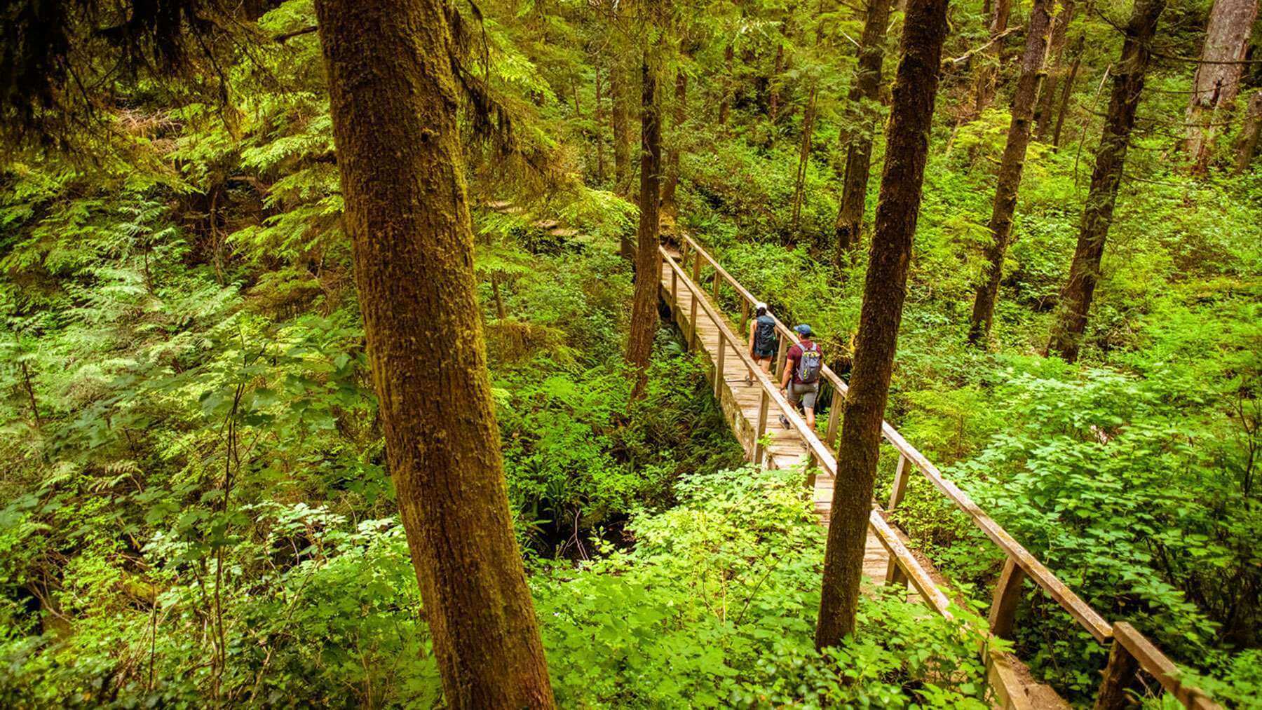 Two people standing on a wooden bridge in the middle of a lush green forest