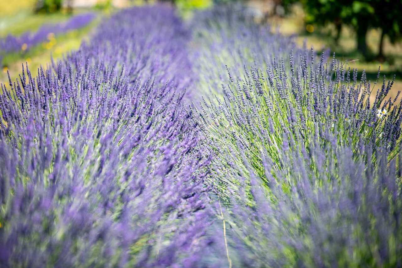 Photo of Lavender Fields