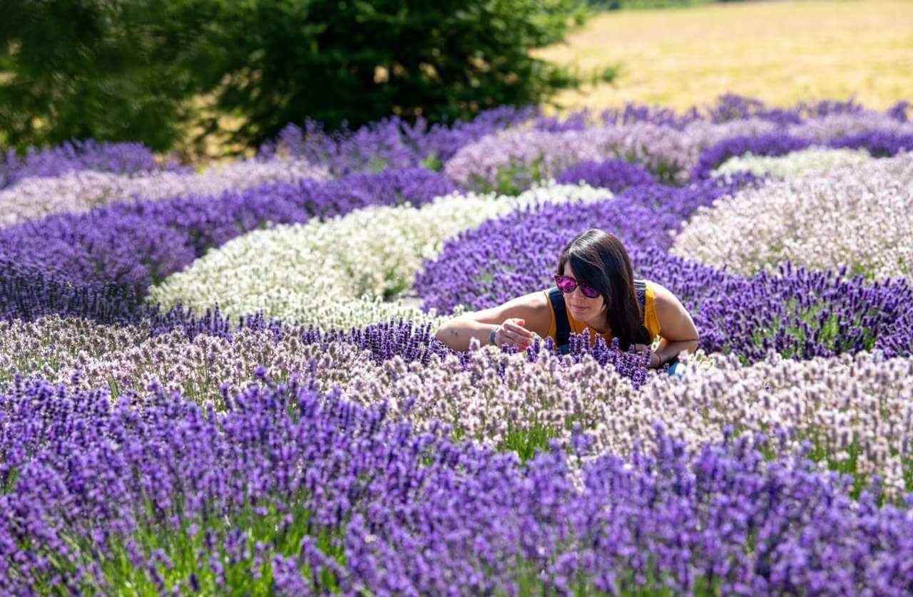 A woman bends over to smell purple and white lavender blooms in a lavender field. 
