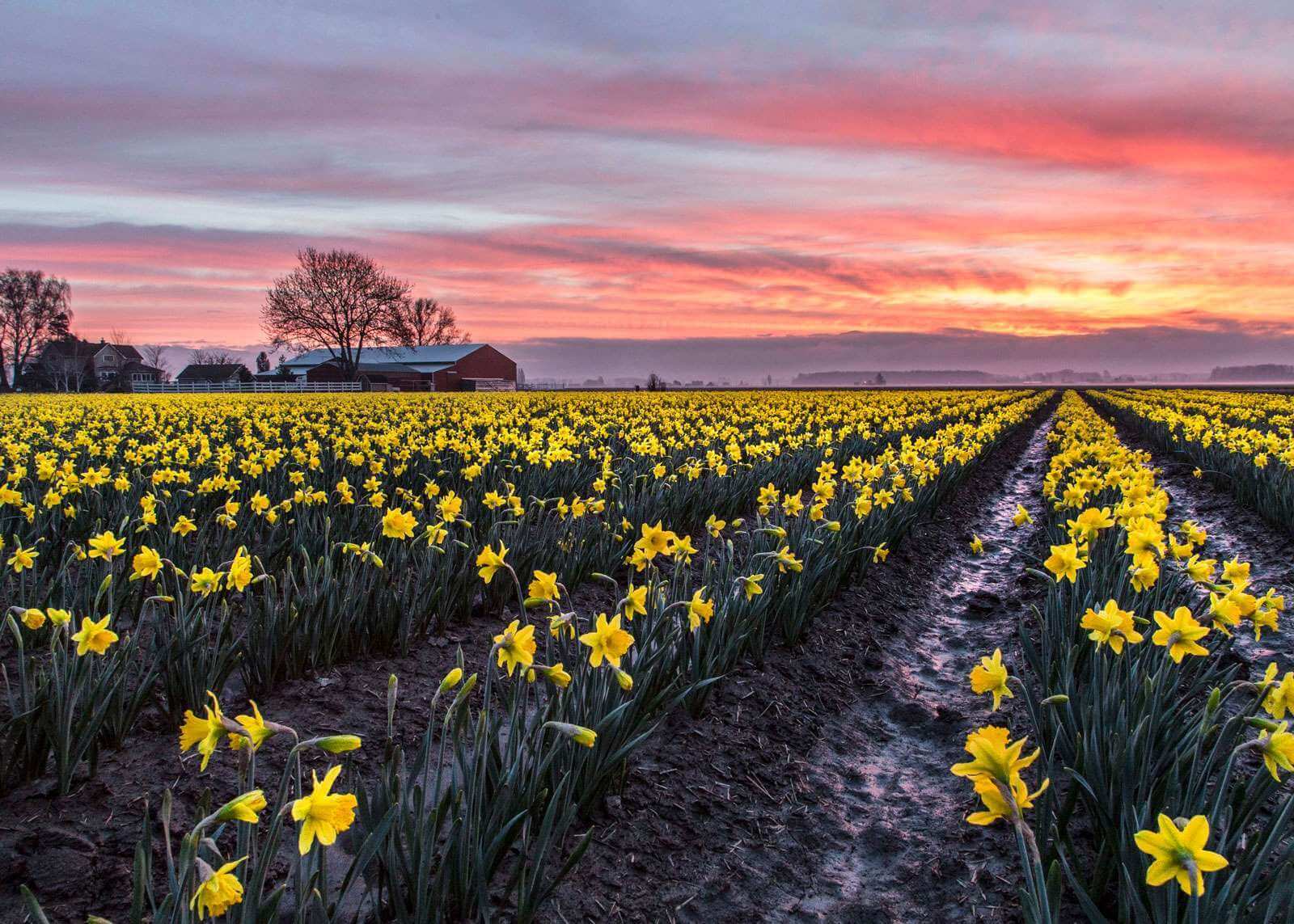 Field of daffodils in the Skagit Valley with a farm in the background