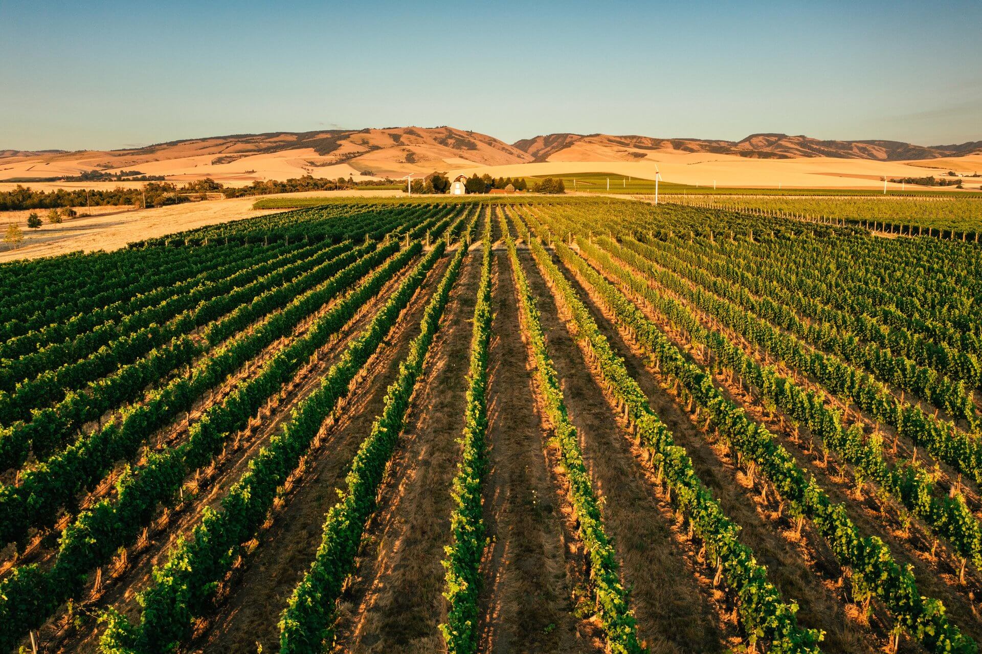 Rows of vineyards in Walla Walla