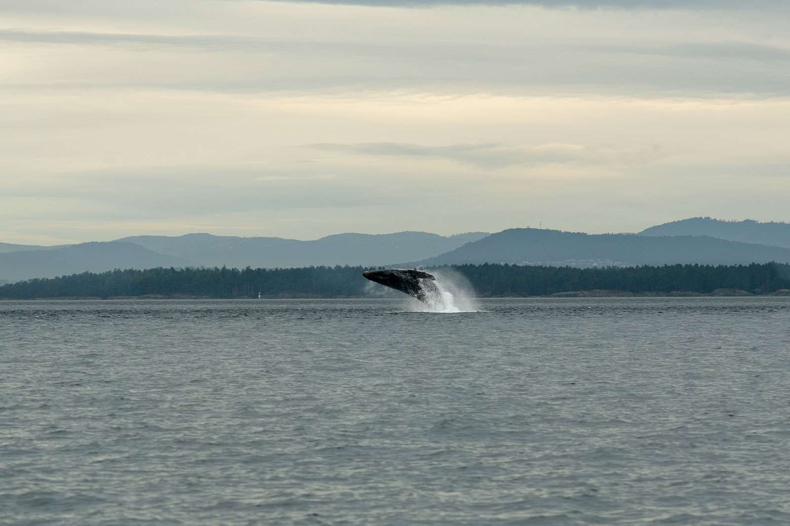 A humpback whale breaches in the waters of the Salish Sea