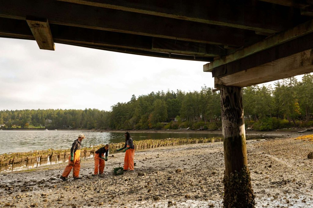 Three people in orange waders walk along the beach and look for oysters on San Juan Island