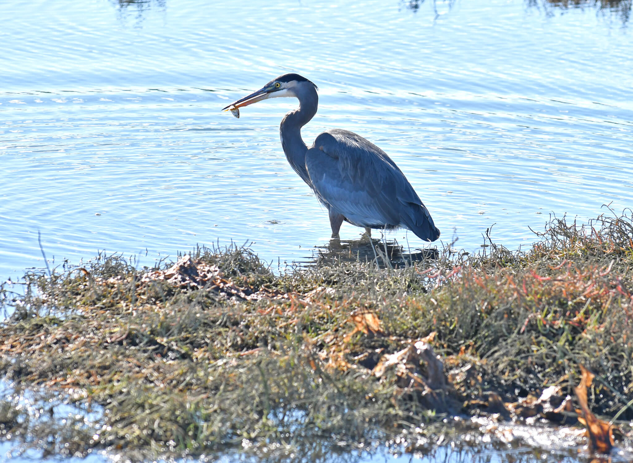 A heron with a tiny fish in its beak at Padilla Bay