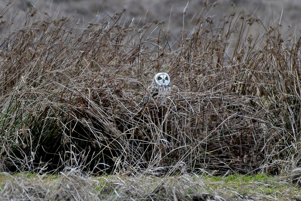 A short-earned owl sits in tall grasses.
