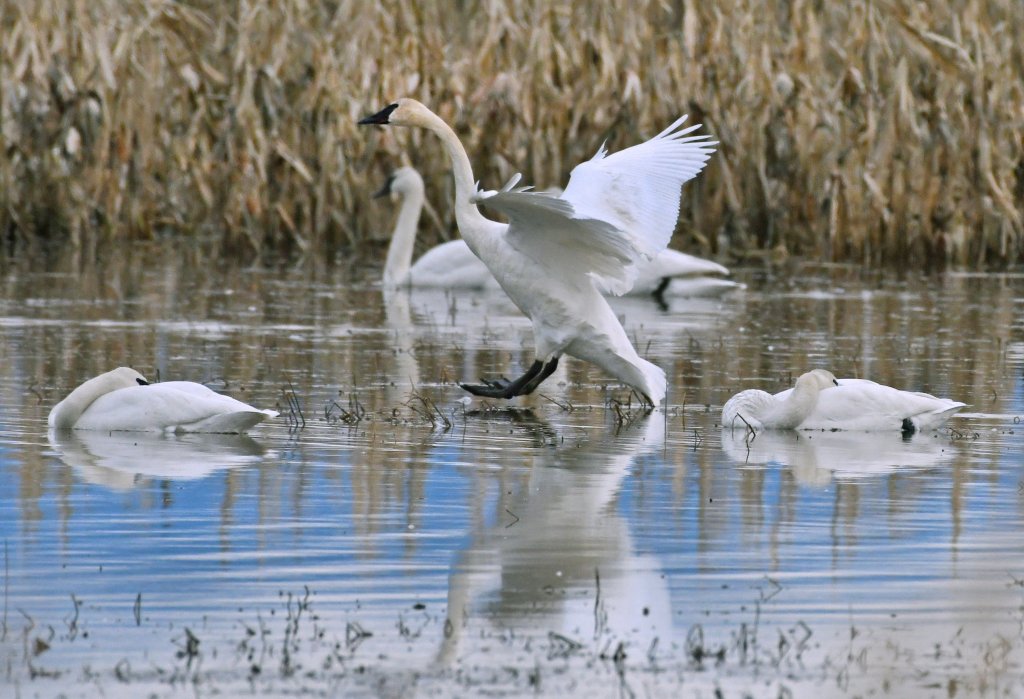 A trumpeter swan landing in water in Skagit Valley