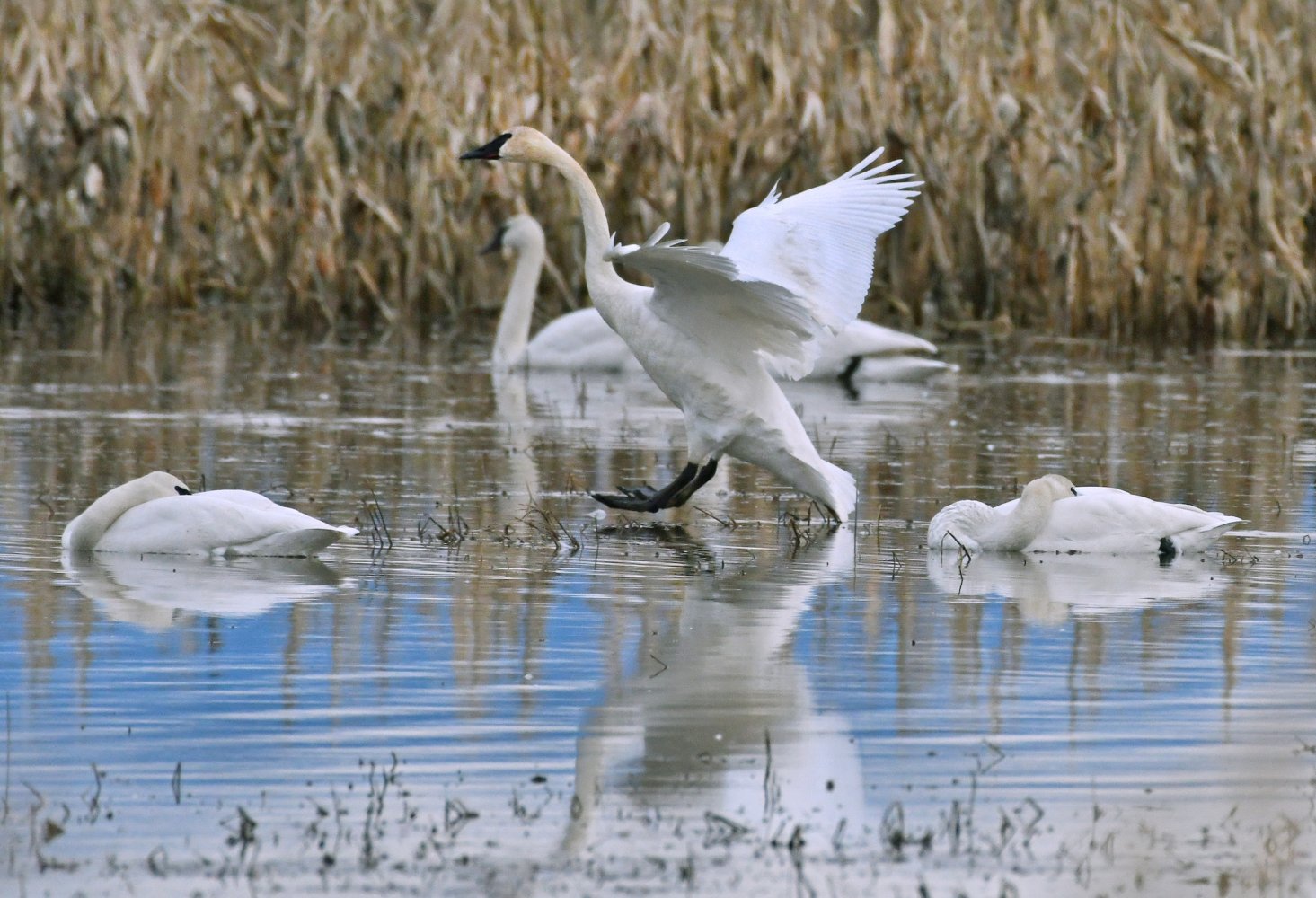 Skagit Valley Bird Watching Washington Winter Birding