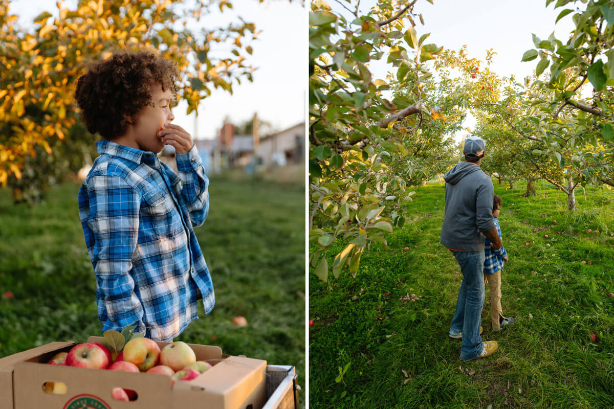 Photo 1: A young boy takes a bite out of an apple in an orchard. Photo 2: A man and his son stand in the middle of an apple orchard in Washington