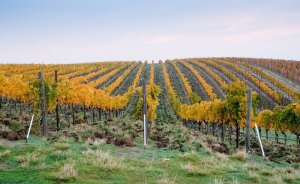 Experience Fall in Washington Wine Country