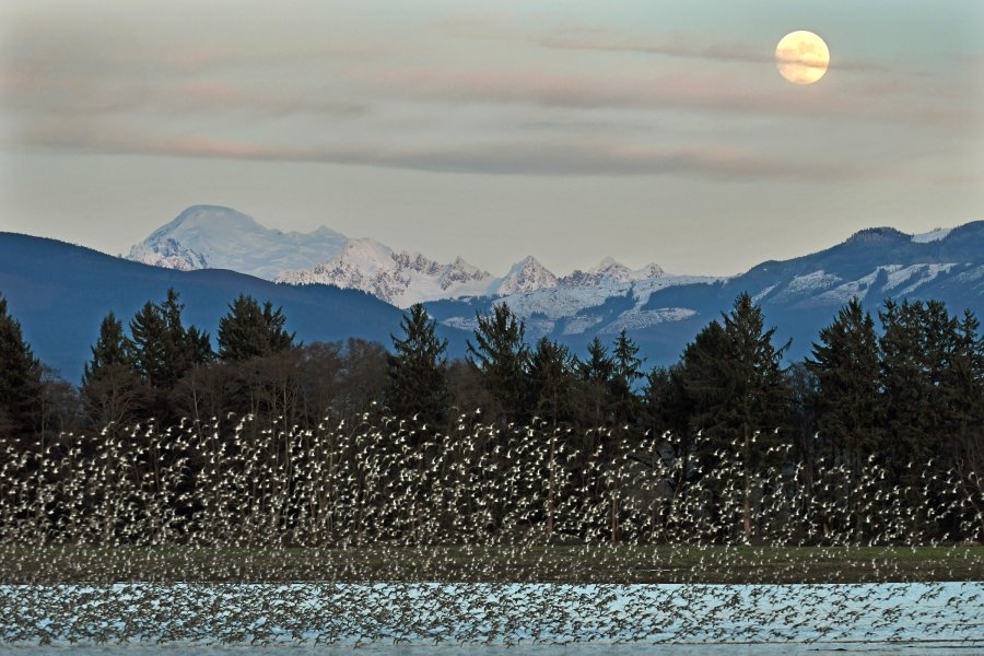 skagit-valley-bird-watching-washington-winter-birding