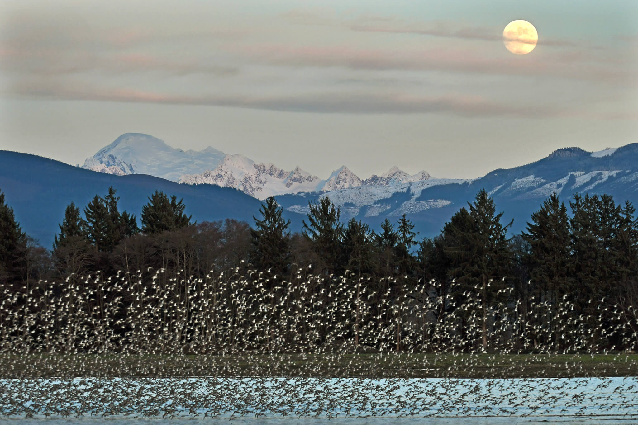 A field of winter birds in Skagit Valley with mountains in the background