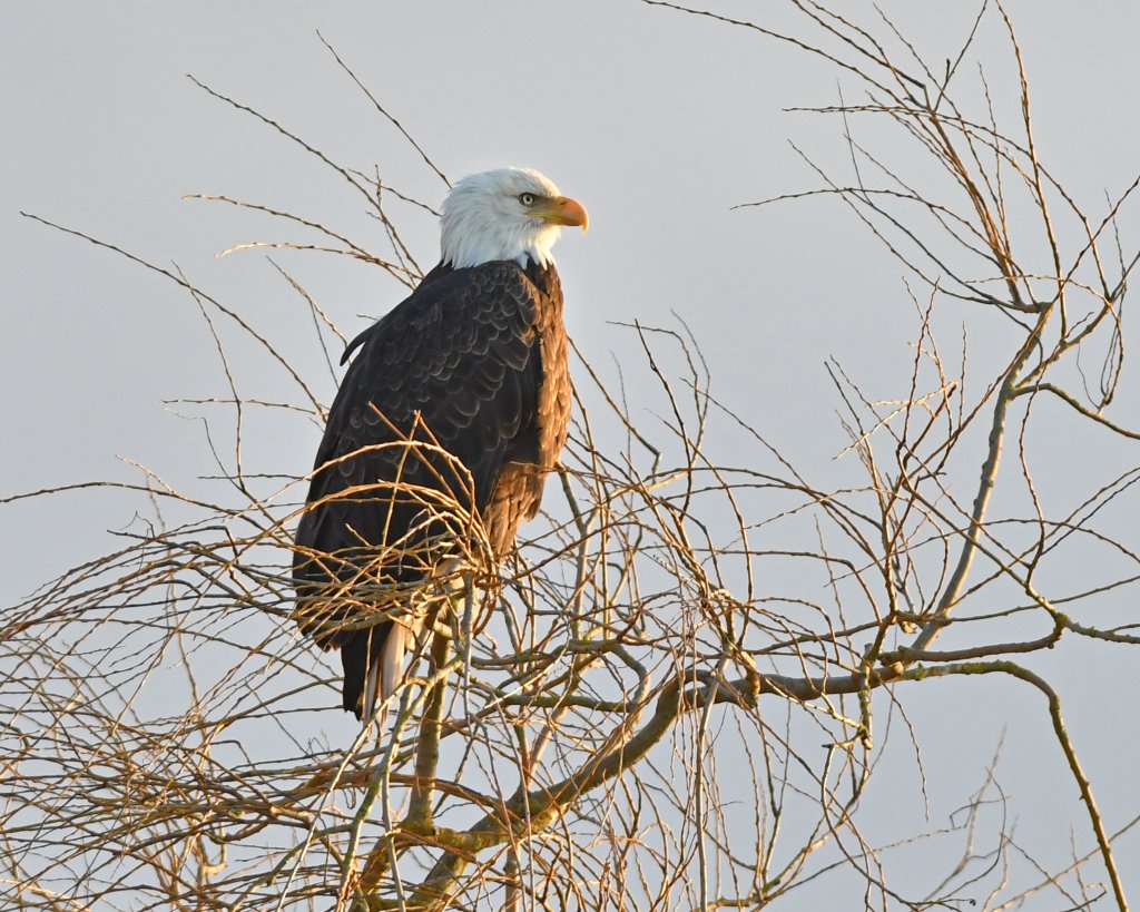 Skagit Valley Bird Watching Washington Winter Birding