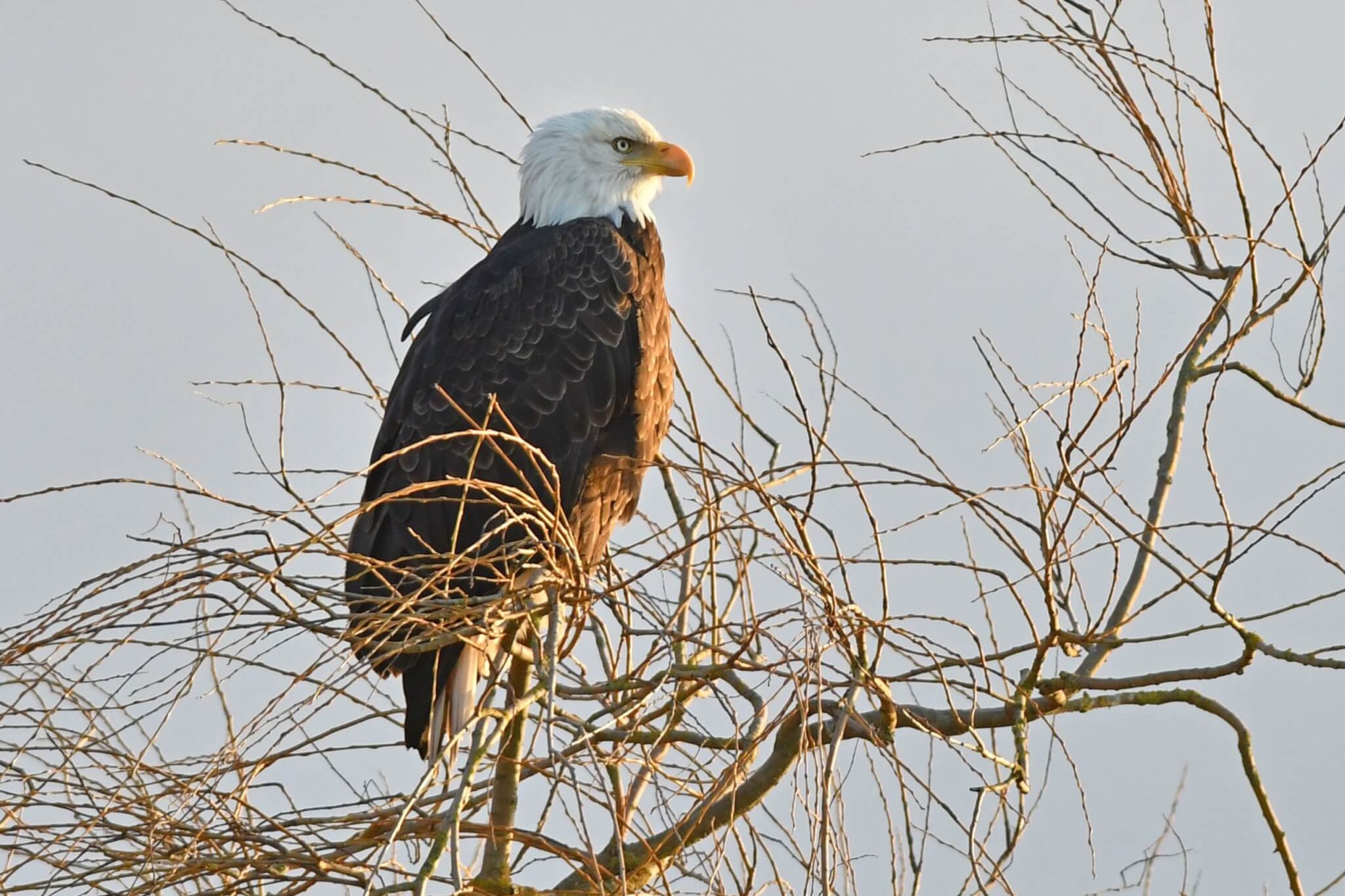 A bald eagle sits in the care branches of a tree during winter in Skagit Valley