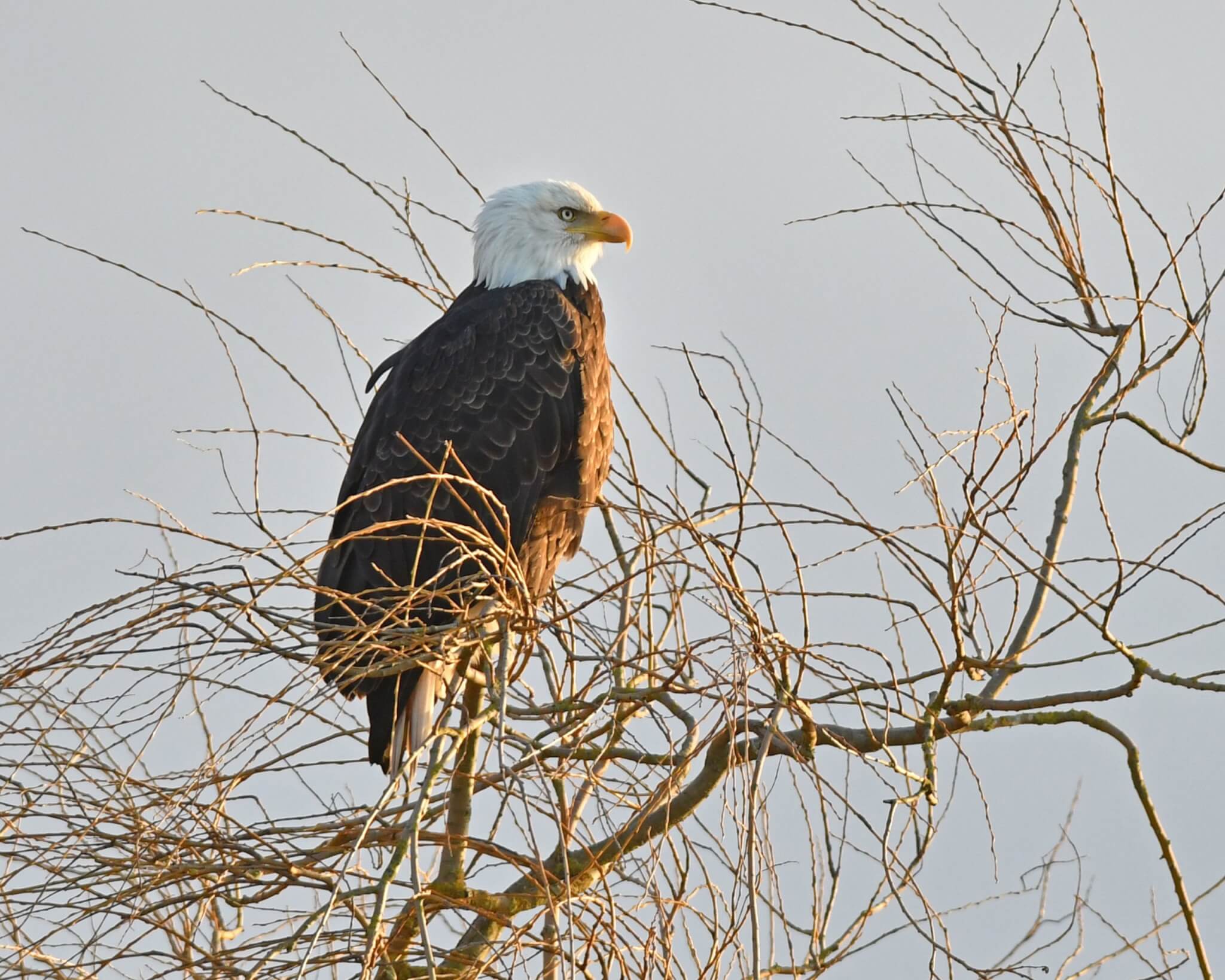 A bald eagle sits in the care branches of a tree during during winter.