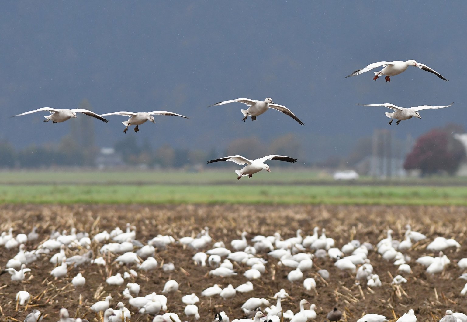 Skagit Valley Bird Watching: Washington Winter Birding