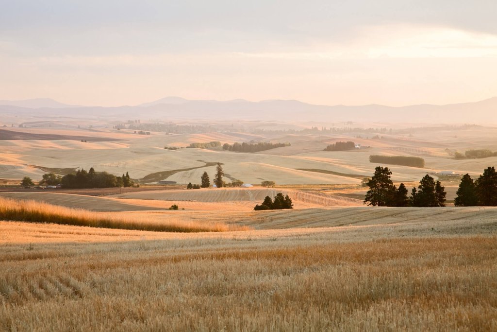 Rolling golden fields are a common view along the Palouse Scenic Byway. 