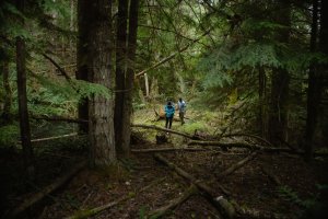 Mushroom Foraging in Washington: A Beginner’s Guide