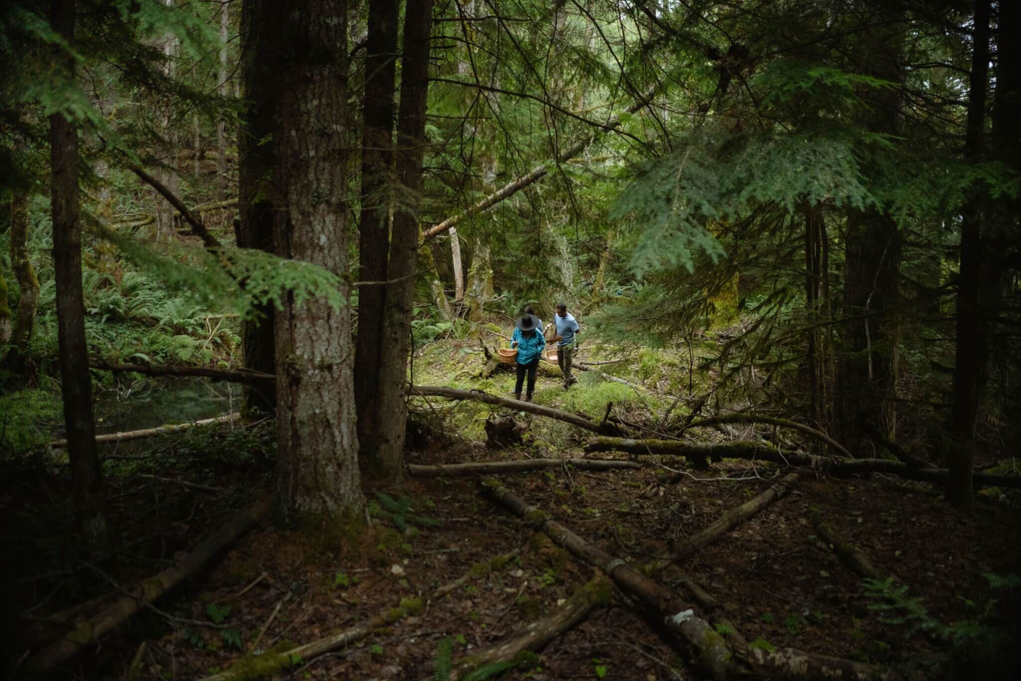 Two people stand in a shaded forest with baskets as the go mushroom foraging in Washington