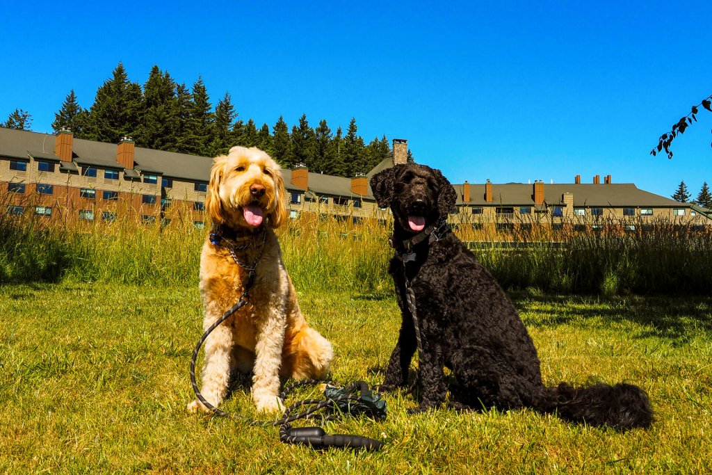 A golden dog and a black dog sit outside in front of Skamania in the Columbia River Gorge in Washington