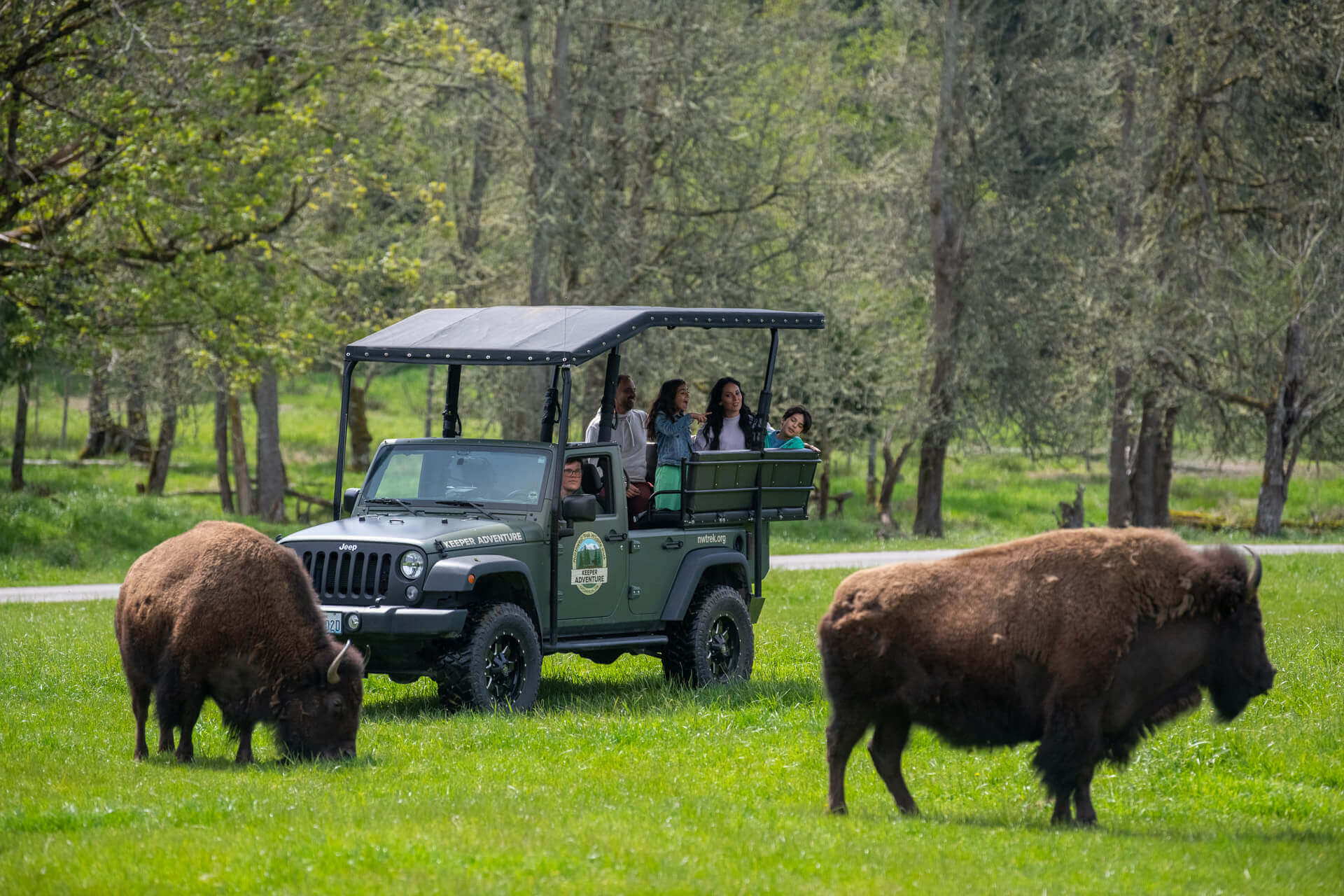 Kids and parents get an up-close look at two bison while riding in the back of an open-air vehicle during a tour at Northwest Trek