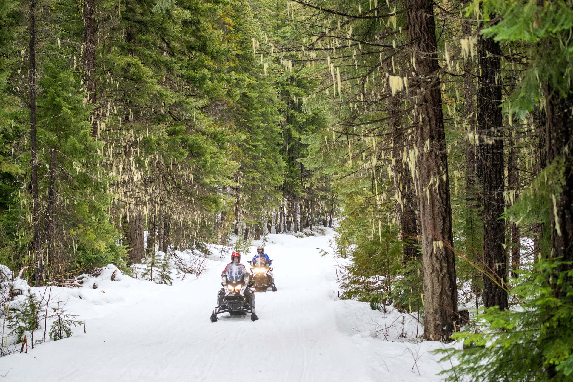 Two people ride snowmobiles through the forest
