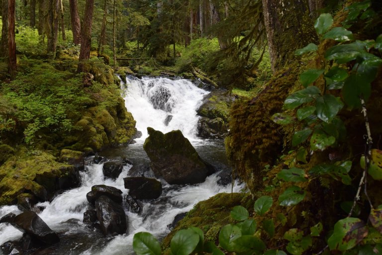 Explore the Less-Visited Best Hikes in Olympic National Park