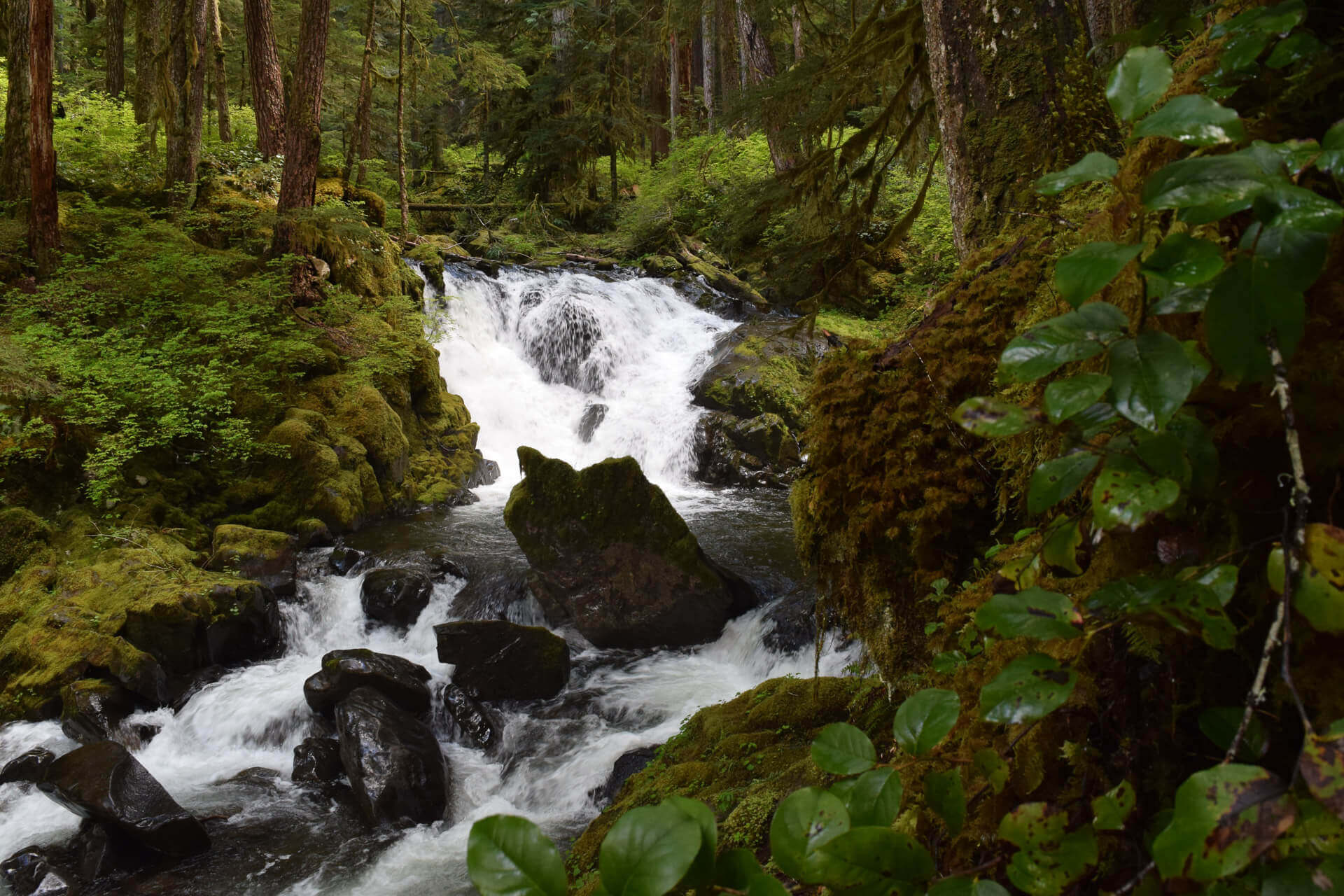 Olympic National Park Hikes - A waterfall flows over rocks in a moss-coverered forest along Lover's Lane trail
