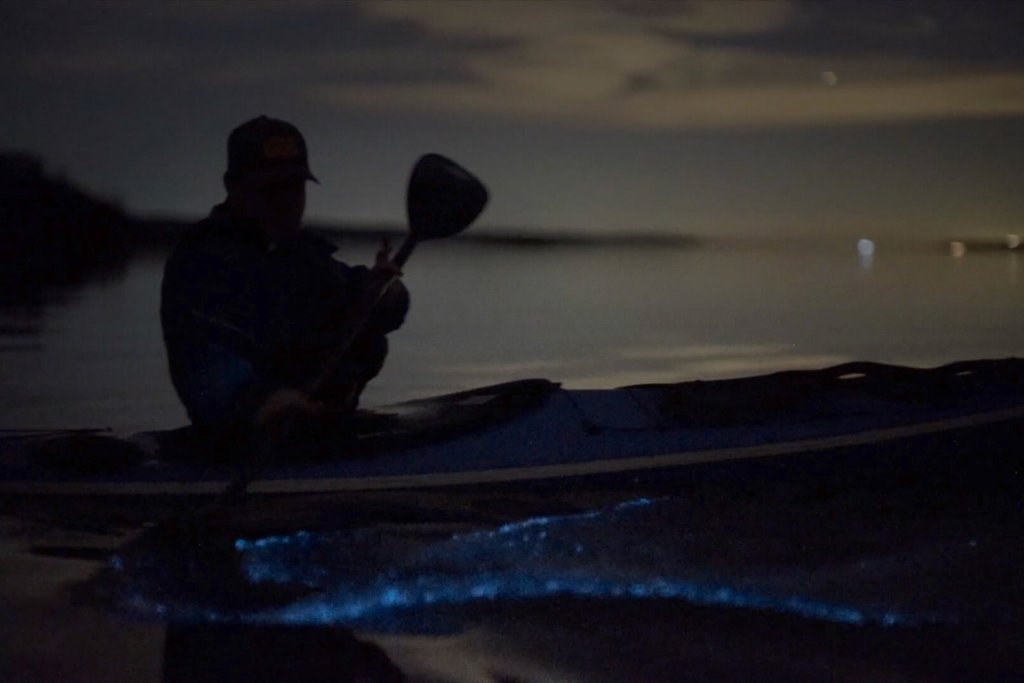 A kayaker uses a paddle to disturb the water at night, creating blue bioluminescence.