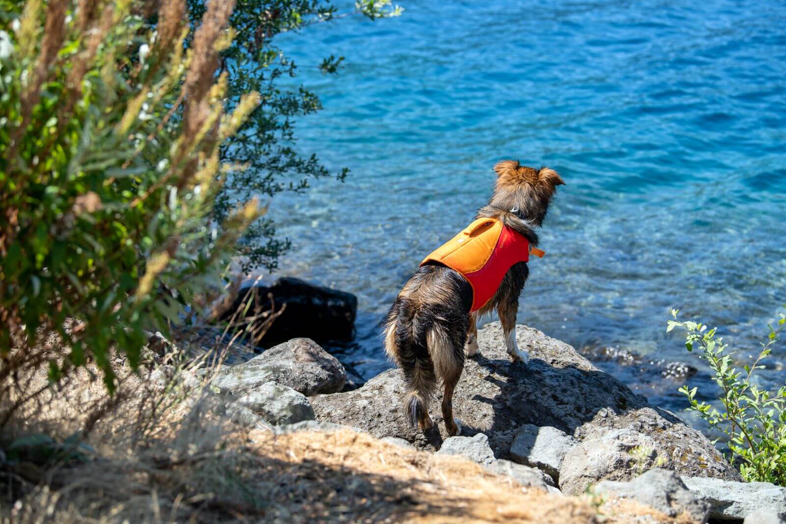 A medium sized dog wearing a life vest stares into the water at Lake Crescent.