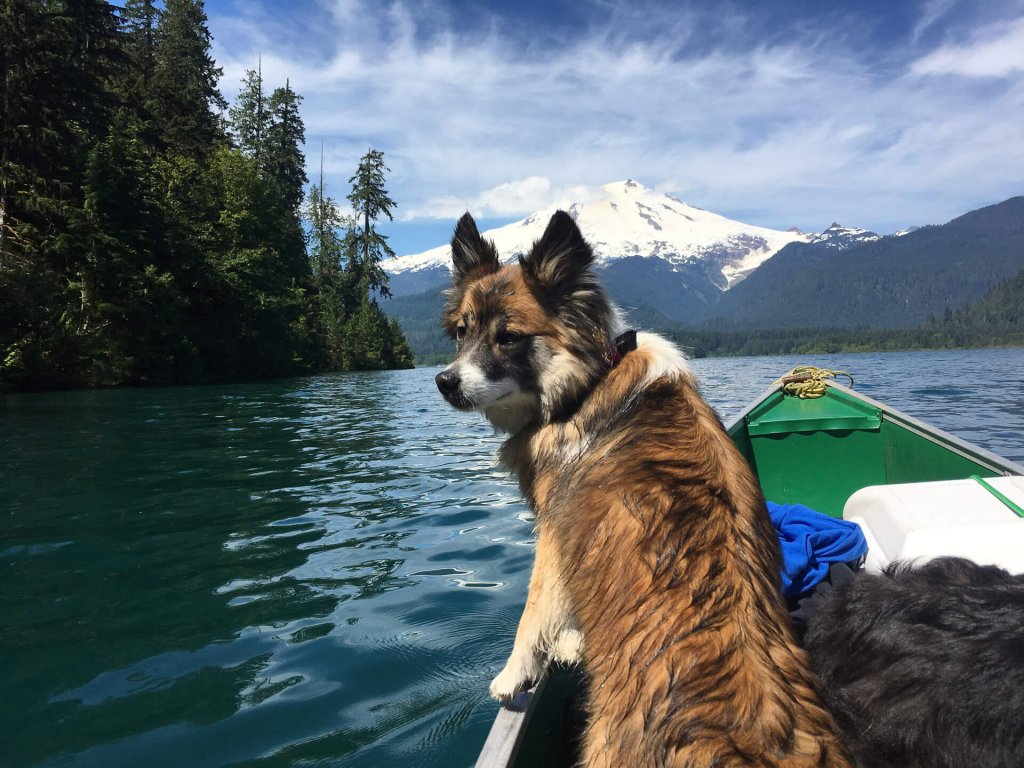 A fluffy dog stands in a canoe on a lake with a mountain in the background