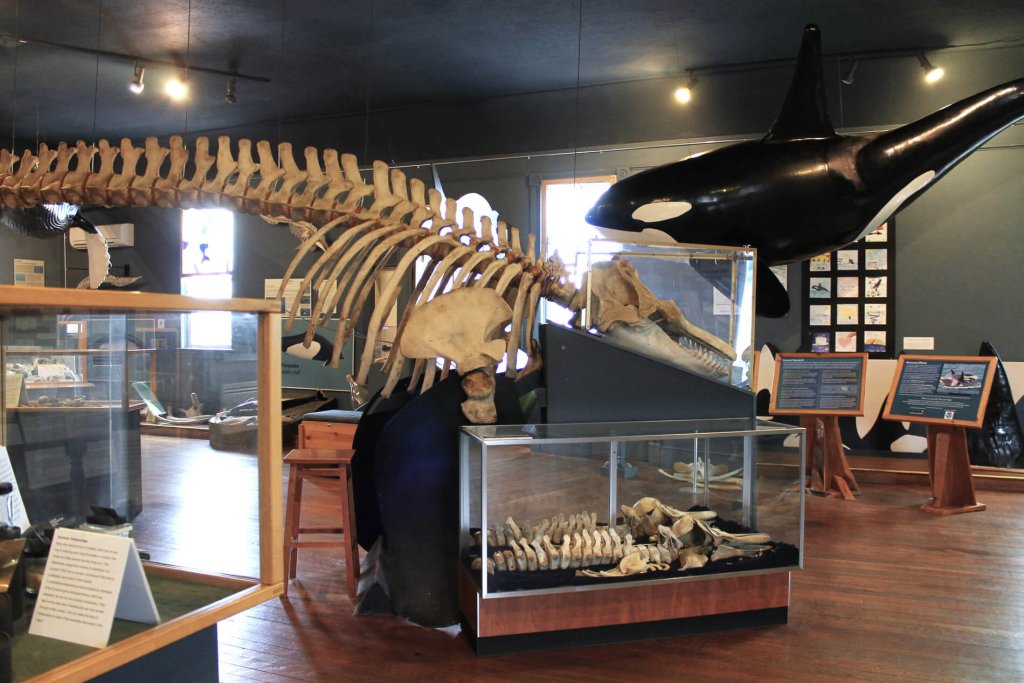 The Whale Museum Friday Harbor