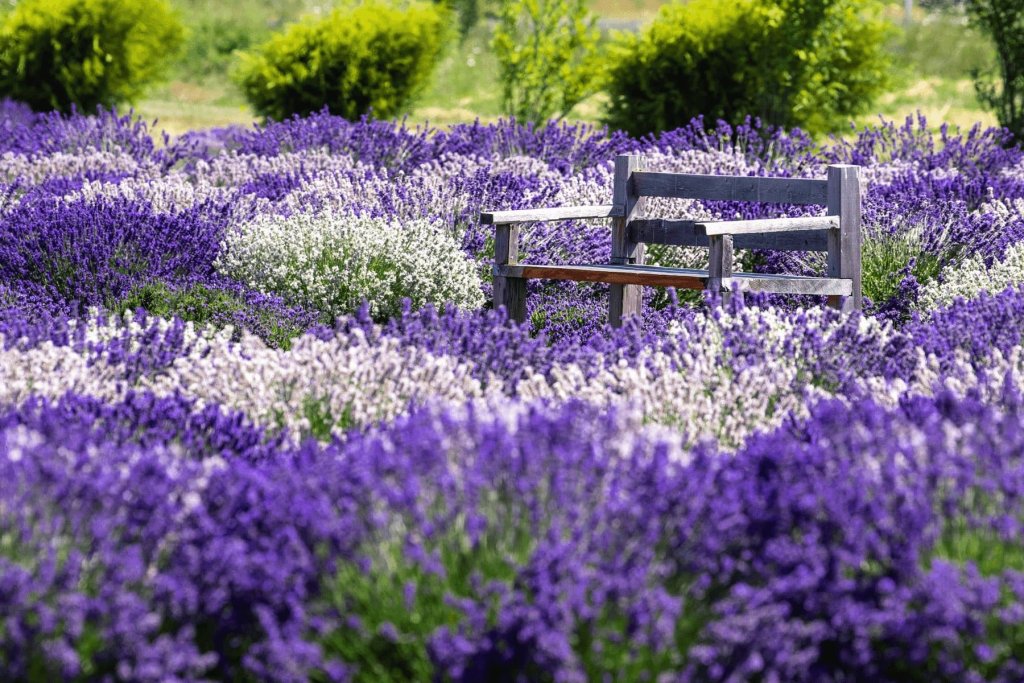 Lavender field in Sequim, WA. 