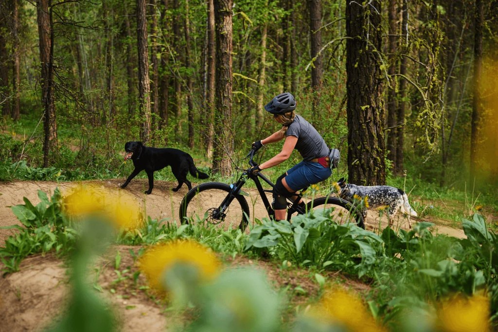 Mountain biker with dogs on Leavenworth Ski Hill. 