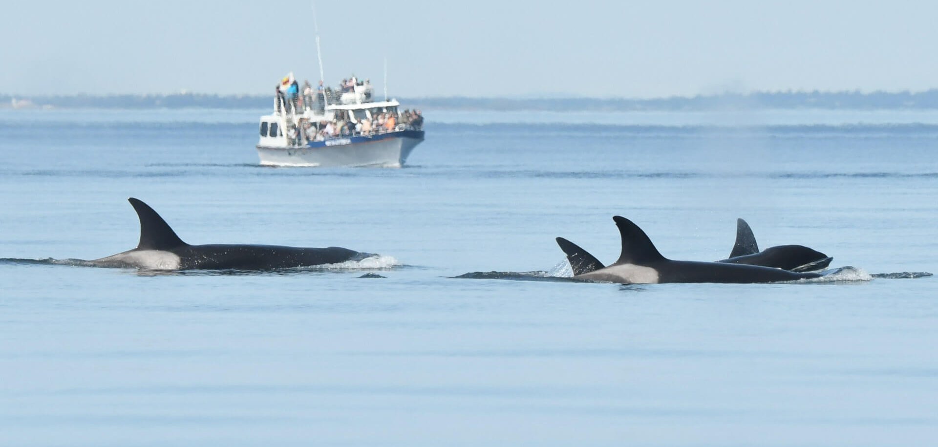 Guide to Whale Watching in Washington