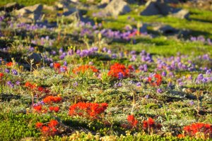 Red blooms can be seen along Washington wildflower hikes