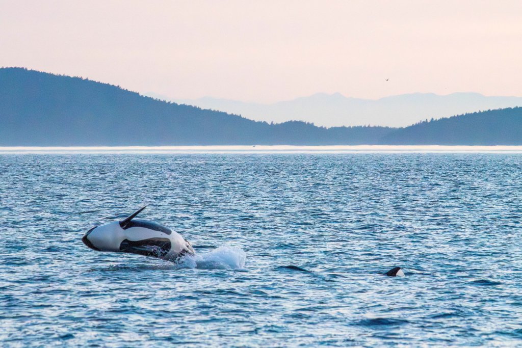 An orca whale breaches