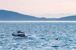 An orca whale breaches