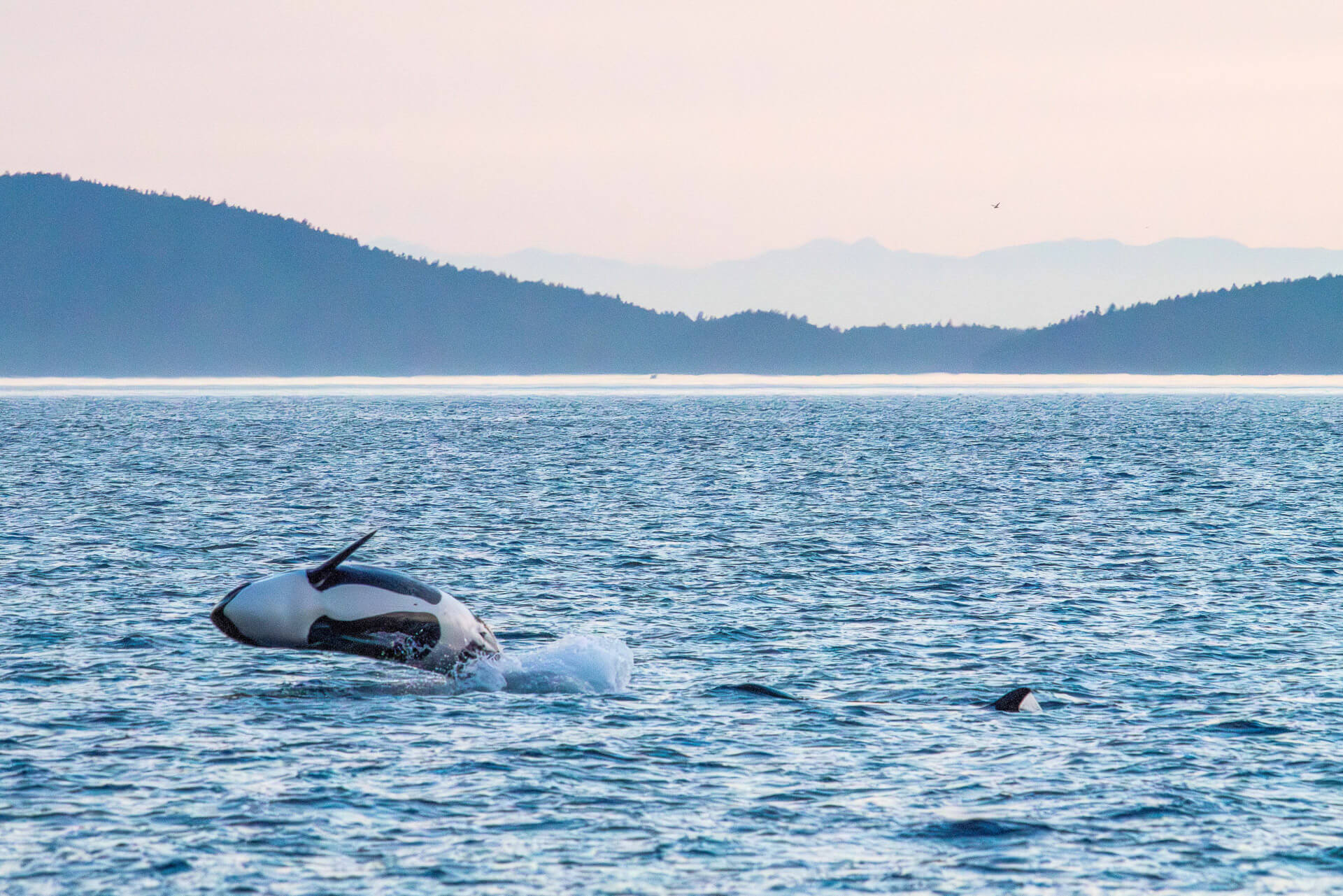 An orca whale breaches