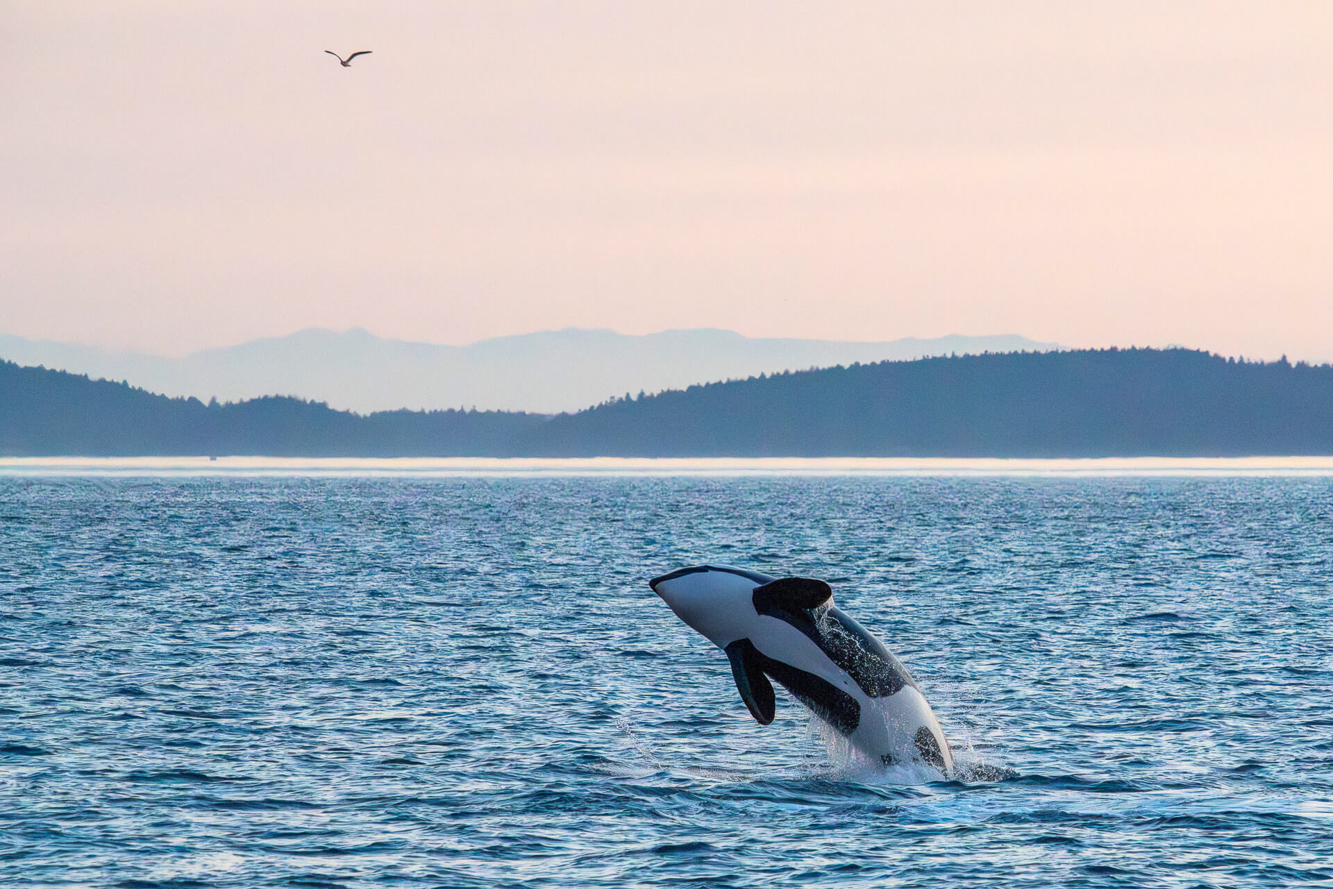 An orca whale jumps out of the water at sunset