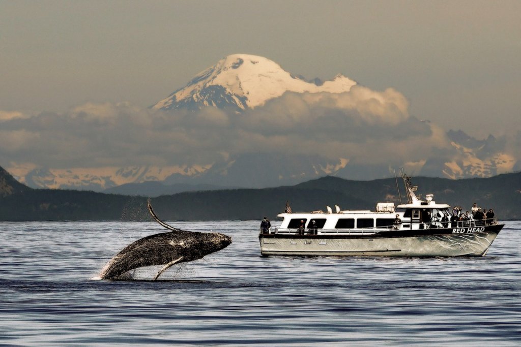 whale watching cruise from seattle