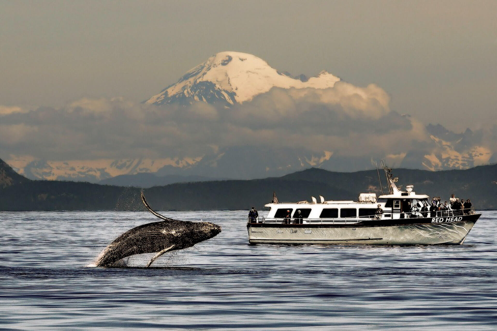 Best Time For Whale Watching In Washington State