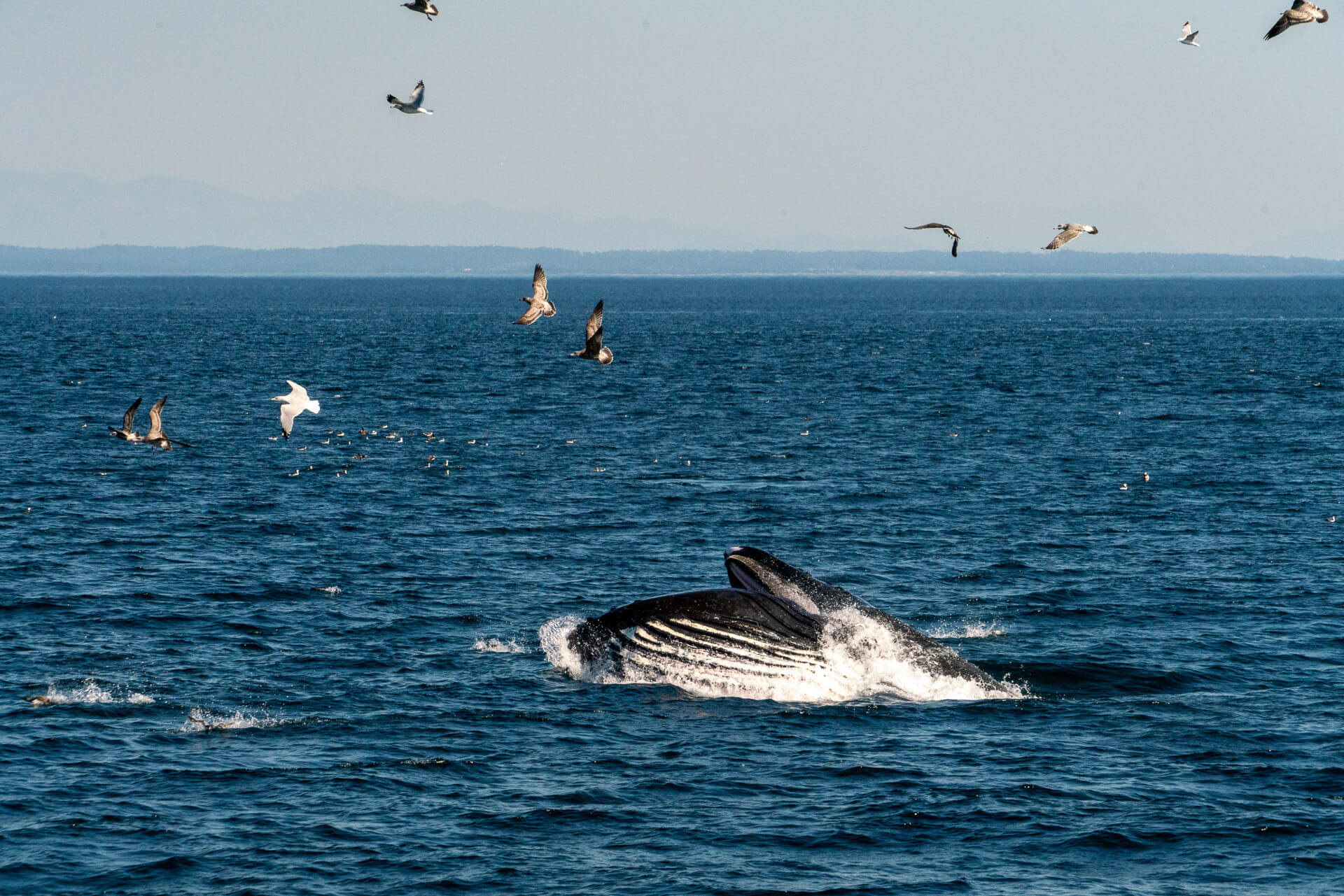 A humpback whale surfaces as birds fly above it