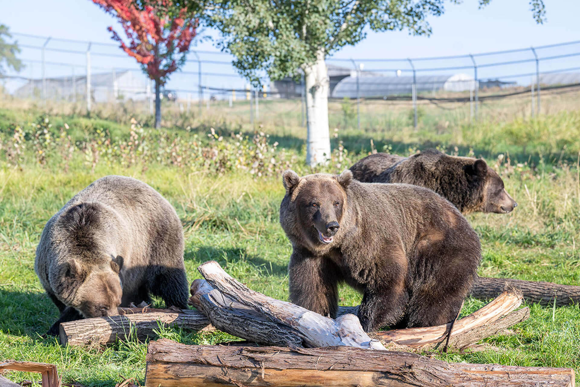 Three grizzly bears at the WSU Bear Center in Pullman WA