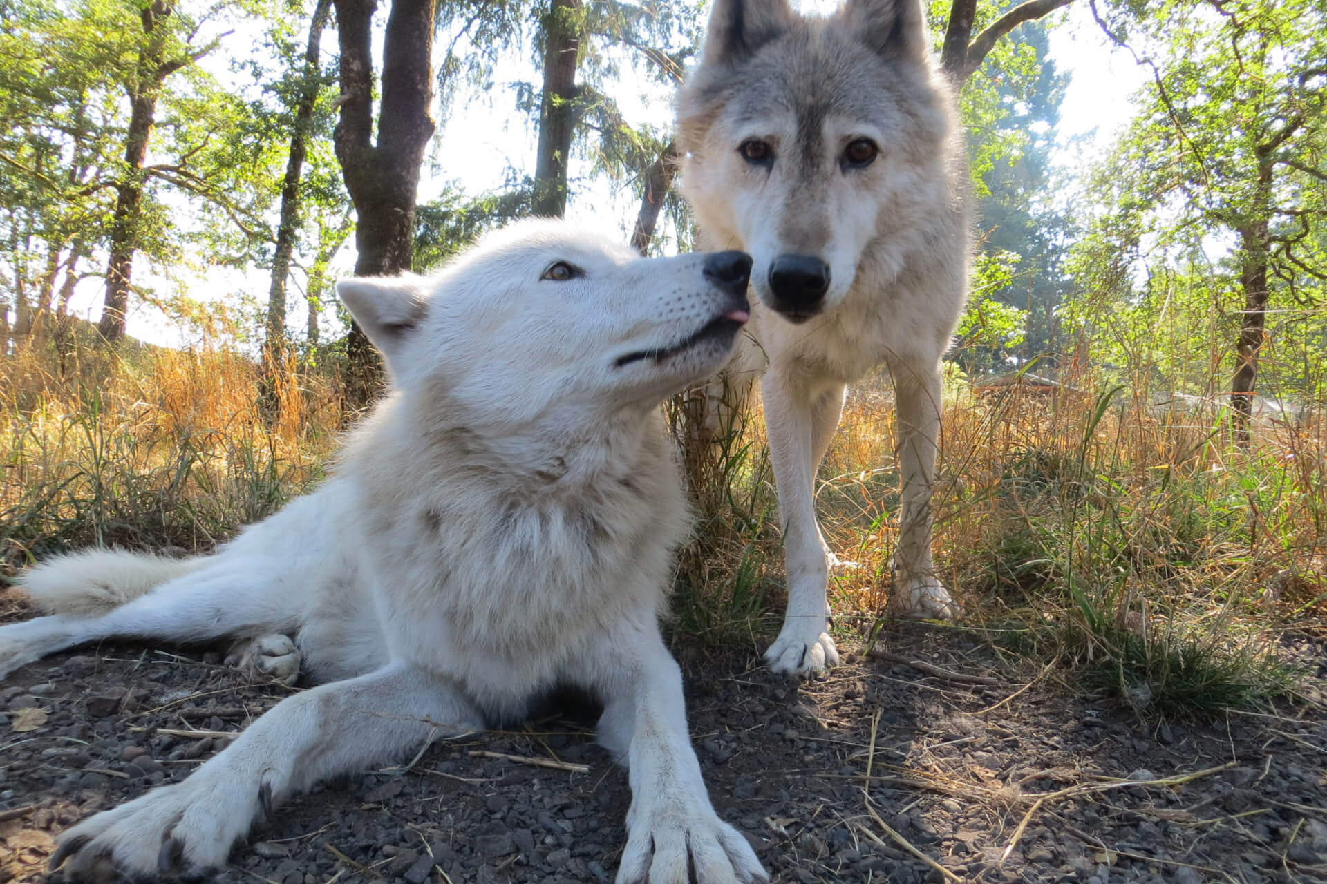 Two white wolves are seen outdoors at Wolf Haven International