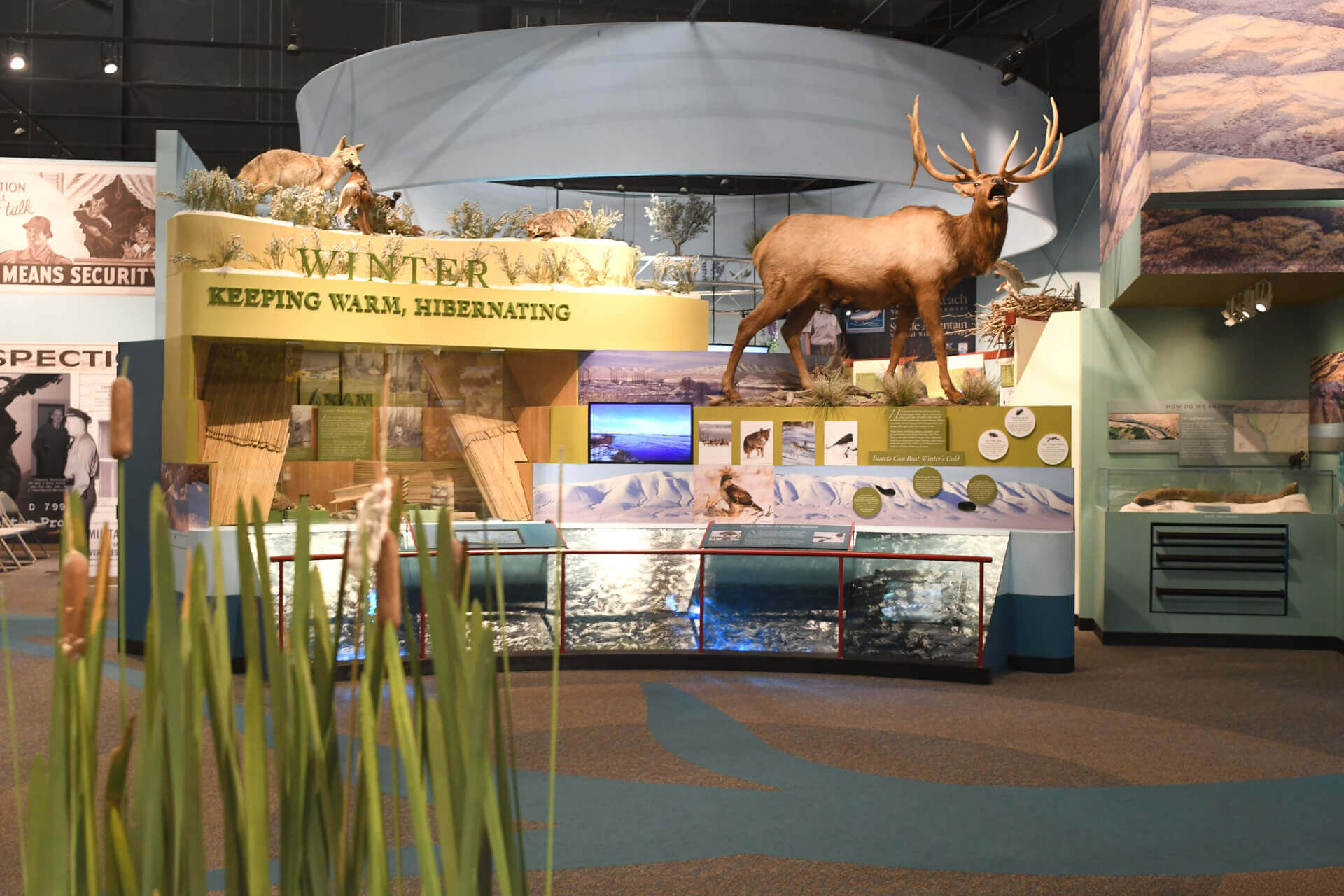 Taxidermy animals are seen inside the REACH Museum