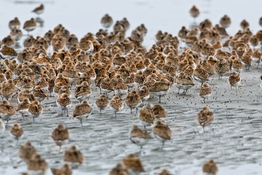 Western sanpipers are seen on a beach at one of the Washington State Wildlife Refuges