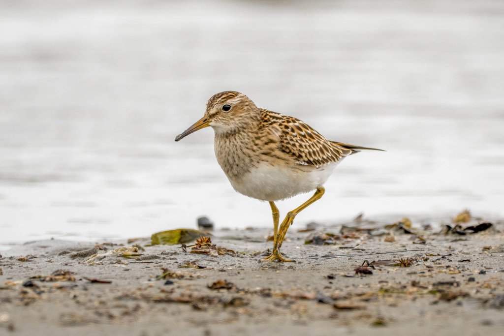 A sandpiper walks along the sand at on of the wildlife refuges in Washington State